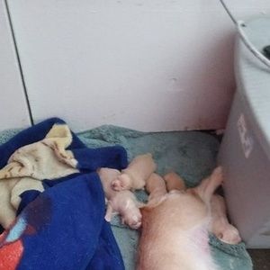 Meet your Posher, Conrado